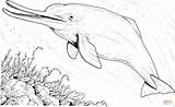 Dolphin Baiji Golfinho Delfini Delfin Dolphins Ausmalbild Chinesischer Extinct Animale Golfinhos Colorat Delfine Ausdrucken sketch template