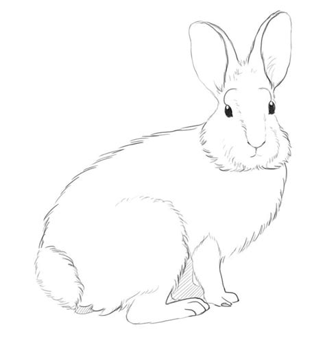 jack rabbit coloring page  printable coloring pages  kids