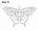 Swallowtail Butterfly How2drawanimals sketch template