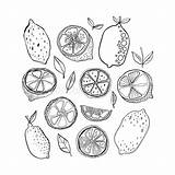 Citrus Coloring Pages Fruits Illustration Lemons Doodle Preview sketch template
