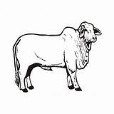 Brahman Bull Coloring Pages Drawings Kids Sketch Brahma Colouring sketch template