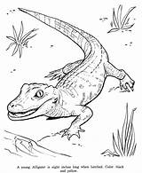 Animal Drawing Drawings Coloring Pages Animals Alligator Honkingdonkey Zoo Kids Wild Wildlife Adult Sheets Printable Alligators Species Colouring Identification Fun sketch template