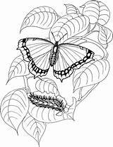 Colorir Borboleta Schmetterling Caterpillar Lagarta Bruco Raupen Borboletas Desenhos Papillon Farfalla Butterflies Yahoo Coloriage Monarch Malvorlage Folha Ausmalbild Vlinders Kleurplaten sketch template