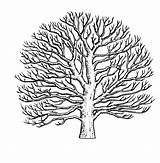 Sycamore Tree Drawing Sketch American Getdrawings Paintingvalley sketch template