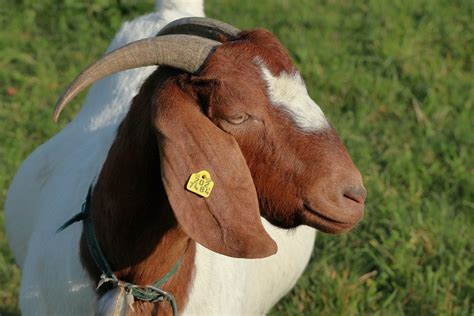 goats meat breeds  dairy breeds falcone family farms blog