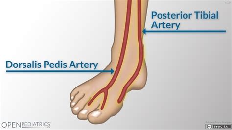 [diagram] leg pulses diagram mydiagram online