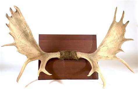 sold price  pair  mounted natural moose antlers march
