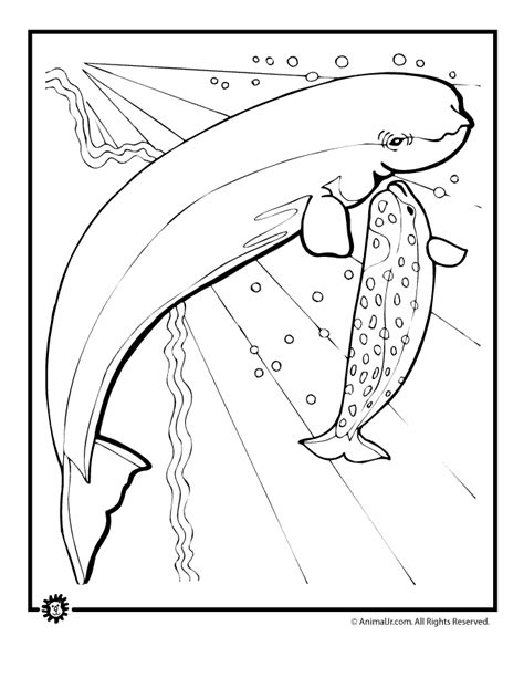 beluga whale coloring page woo jr kids activities childrens