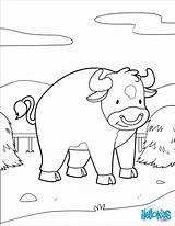 Bull Pasture Inside His Color Coloring Hellokids Animal Print Pages sketch template