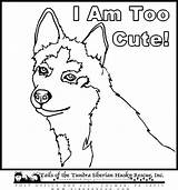 Husky Puppy Siberian Huskies Malamute Alaskan Printablecolouringpages sketch template