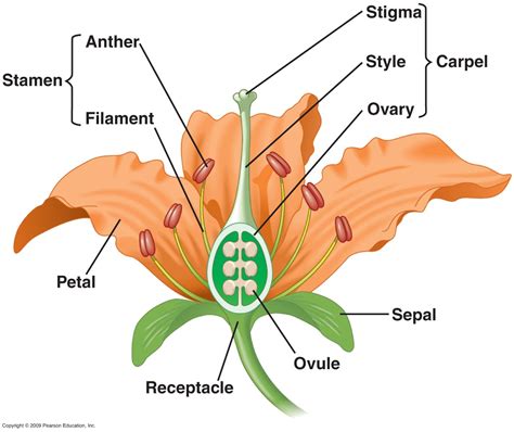 organ  angiosperms  responsible   reproductive function   plant socratic
