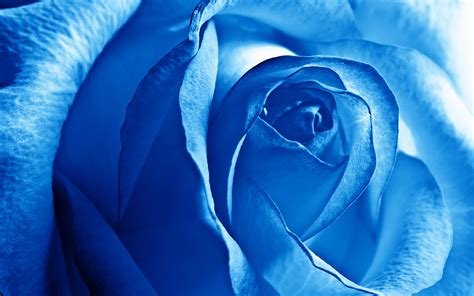 blue rose wallpapers hd wallpapers id
