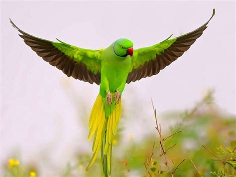 birds guide parrot