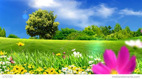 green meadows  flowers stock animation