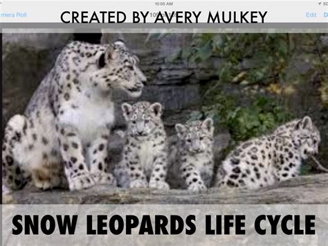 life cycle   leopard