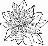 Poinsettia Colorear Flor Pascua Supercoloring sketch template