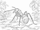 Ant Ants Ameisen Waldameise Ausmalbild Rote Supercoloring Formica Hormiga Kleurplaten Formicaio Insectos Pagine Ausmalbilder Tropische Imprimir Ispirazione Insect Silhouettes Hormigas sketch template
