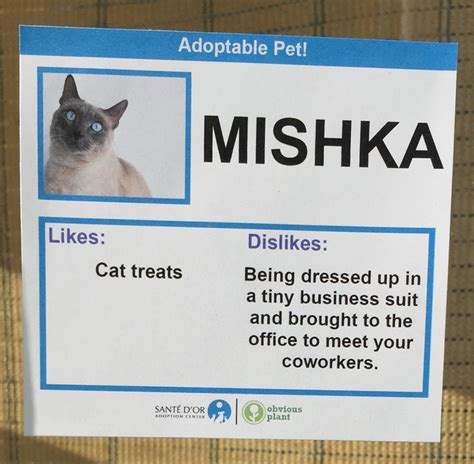 These Adoptable Cats Have Some Interesting Likes And Dislikes The Poke
