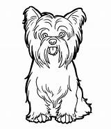 Terrier Yorkie Puppy Getcolorings sketch template