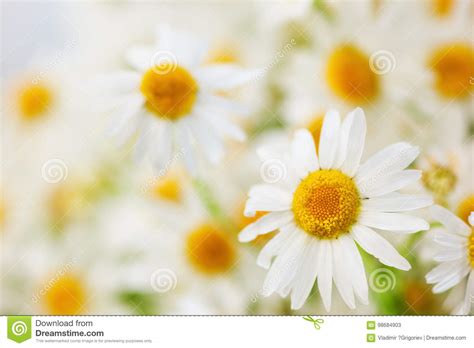 chamomile among flowers stock image image of landscape 98684903