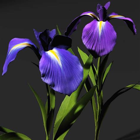 iris flowers  model