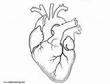 Heart Coloring Organ Human Anatomy Pages Internal Printable Kids Color Print sketch template