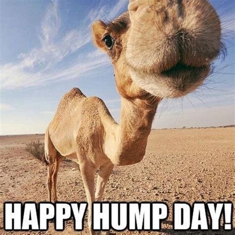 happy hump day meme and funny pictures