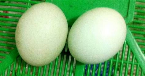 264 Resep Telur Bebek Asin Enak Dan Sederhana Cookpad