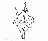 Gladiolus Flower Drawing Coloring Flowers Lily Pages Printable Getdrawings Dot sketch template