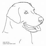 Labrador Coloring Pages Lab Drawing Dog Retriever Line Color Drawings Headstudy Easy Labs Puppies Dogs Draw Golden Puppy Colouring Own sketch template