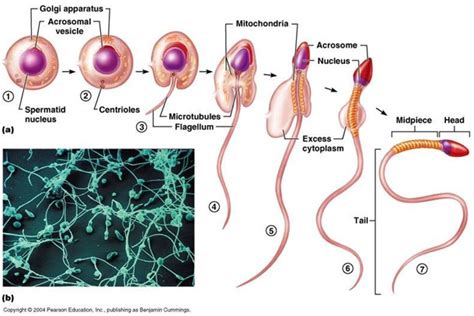 difference between spermatogenesis and spermiogenesis