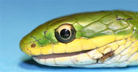 snakes eyes  give  super eyesight