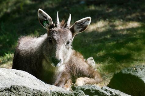 Goral Facts Critterfacts