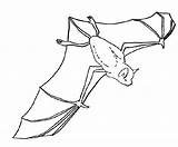 Pages Bats Coloring Colouring Bat Flying Clipart Nocturnal Animals Kids Webstockreview Gif sketch template