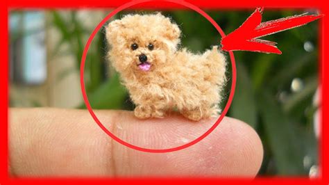 top  breeds   smallest dogs youtube