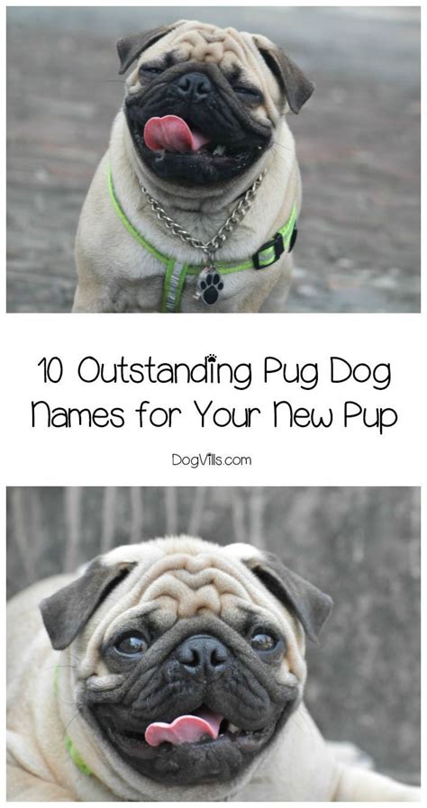 outstanding pug dog names   sweet pooch dog names puppy girl names girl pug names