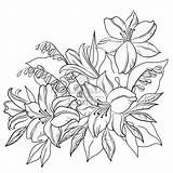 Flower Lily Flowers Outline Drawing Drawings Pages Coloring Outlines Tattoo Lotus Contours Vector Designs Printable Sketch Line Floral Illustration Memorial sketch template
