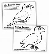 Coloring Breasted Roller Lilac Caracara Designlooter 553px 82kb sketch template