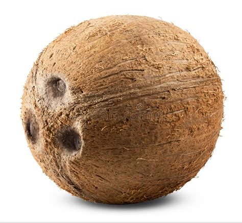 kokosnuss stockfoto bild von schale palme nahrung