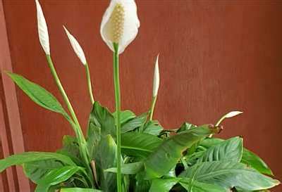 grow peace lilly plant peace lily care