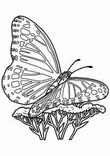 Papillon Fleur Mariposas Farfalle Farfalla Hugolescargot Extraordinaire Fleurs Collecte Pollens Colorier sketch template