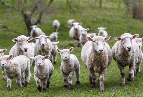 ovce odlucuju  nasem boljem sutra vijesti logicno
