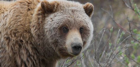 grizzly bears      endangered species list