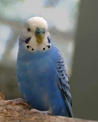 beautiful blue parakeet parakeet paradise training breeding tips