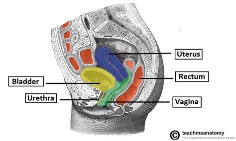 The Vagina Structure Function Histology Teachmeanatomy