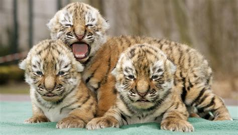 baby tiger pictures