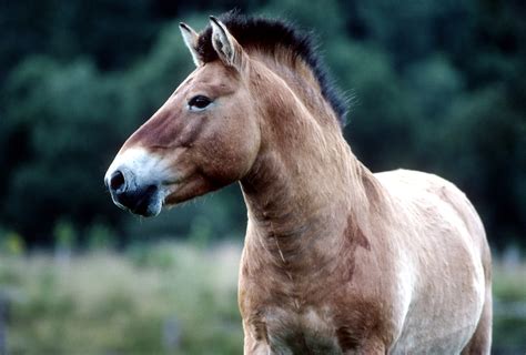 przewalskis horse foal born  artificial insemination huffpost