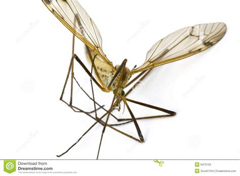 crane fly family tipulidae stock photo image  studio insects
