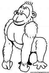 Gorilla Coloring Pages Clipart Smiling sketch template