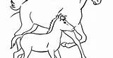 Coloring Horse Colt sketch template
